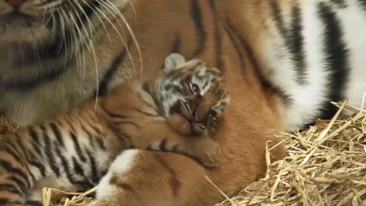 Tiger Cubs Wanting To Sleep With Mama but Got Cleaned Instead