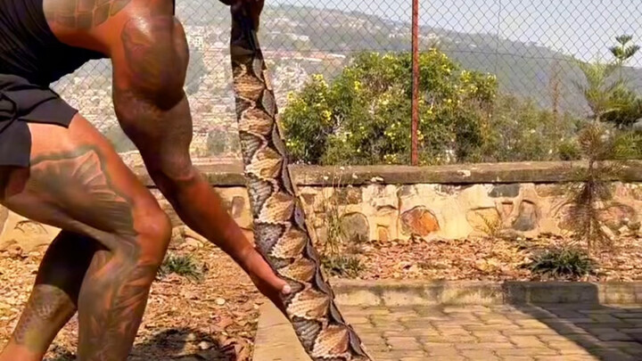 Ular viper Gabon, ular berbisa sangat kuat yang panjangnya menyerupai ulat bulu, dengan jumlah bisa 