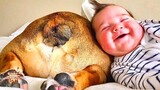 Funny Babies Laughing Hysterically at Dogs - Funny Baby Vines