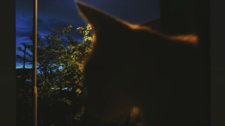 my #meowdel Dolah😸