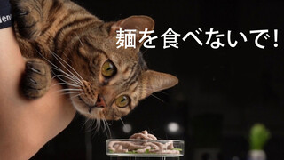 Động vật|Mèo livestream ăn uống