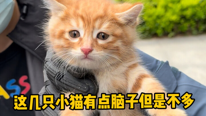 Mấy chú mèo con này có chút thông minh nhưng không nhiều lắm.