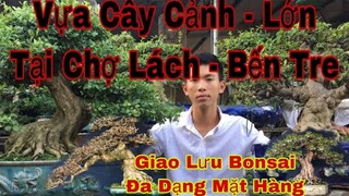 0975282803 Hoàng Tấn_ vựa cây cảnh bonsai lớn tại chợ lách bến tre - giao lưu  bonsai tại nhà vườn