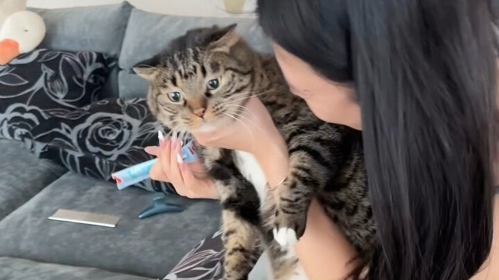 ชู่เจวียนเป่าไม่กลัวพลุอีกต่อไปแล้ว