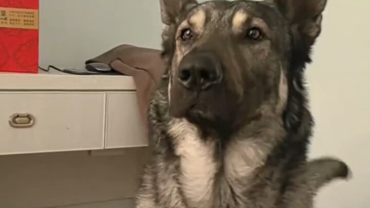 Dog: Everyone is having a great time!