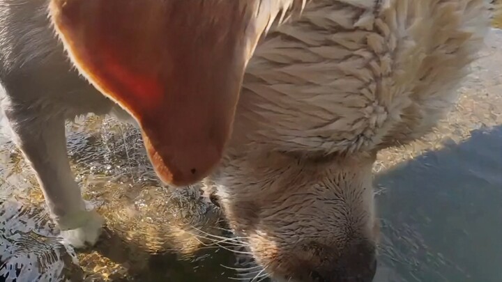 อะไรกันนี่ แค่สะบัดหางก็หล่นลงไปแล้ว?