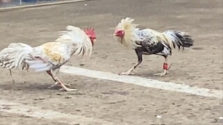 Bulik Vs Latum, 220K PARADA NAKASAHAN LUCENA VS LAGUNA CHAMPION 2HITS ULUTAN LUCENA CITY 3 # SABONG