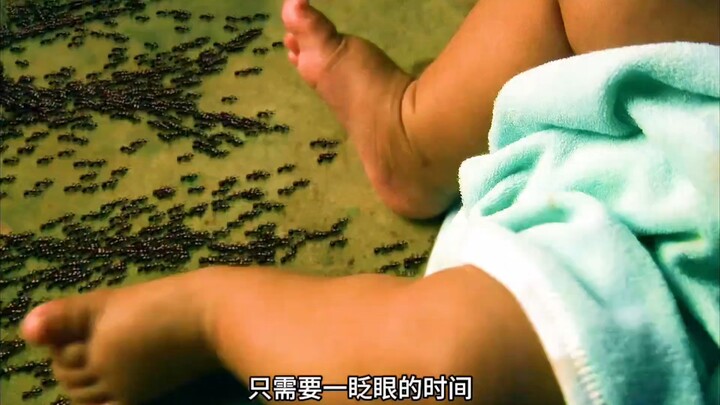เด็กชายถูกมดไฟแดงโจมตีอย่างรุนแรง! แล้วผลจะเป็นอย่างไร?