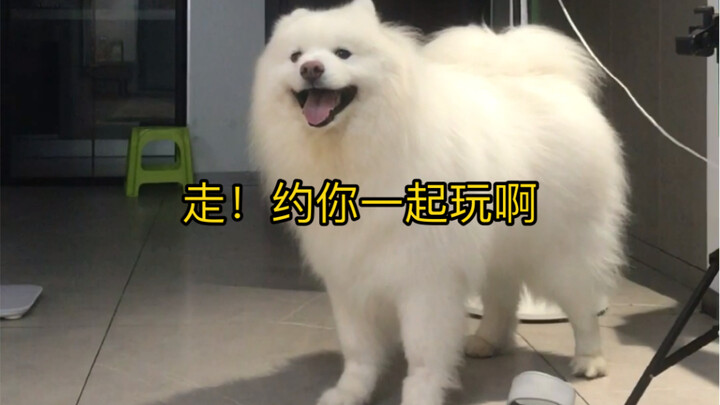 Khi cún con muốn rủ bạn chơi cùng nó!