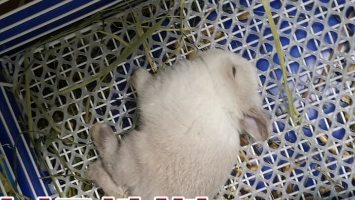 เพราะความประมาทของฉัน ชานมของฉันจึงกลัวจนตาย