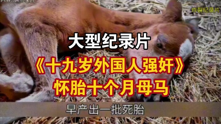 Documentary “Nineteen-Year-Old Foreigner Rapes a Mare Nine Months Pregnant”