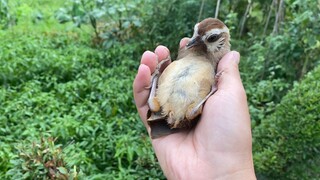 Teach a bird about the brutal nature by catching it again and again