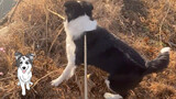 See Thousands of Ducks for the First Time. Border Collie: WOW