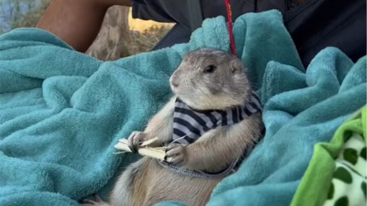 The little sister gave her pet groundhog to her grandfather, and she almost didn't recognize it when