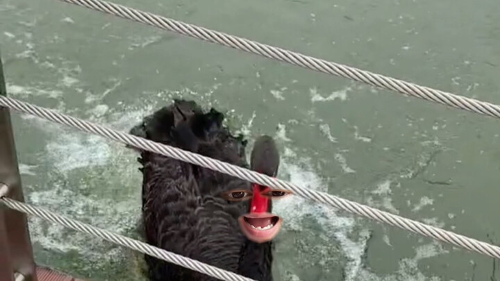 Shanghai Puxin Goose đang đến, mọi người tránh ra!