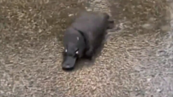 Koala: Don’t envy me—y’all can be just as lazy as I am!