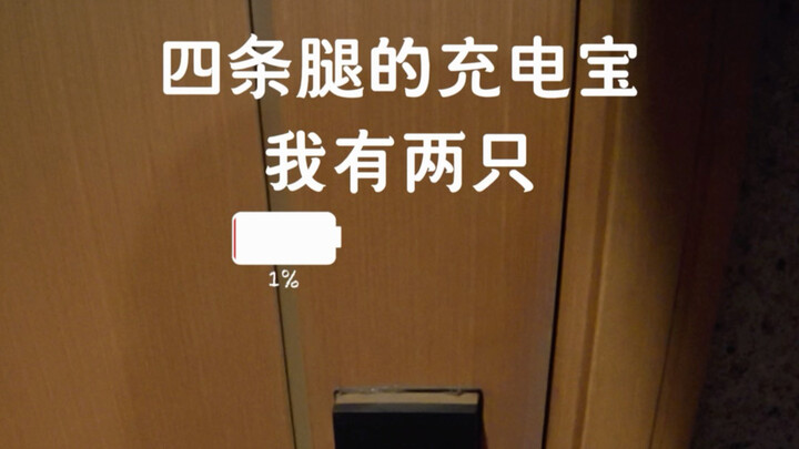 Mèo con chó con sẽ xua tan muộn phiền!