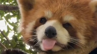 The keeper originally wanted to teach us about the red panda's tongue, but he didn't expect...