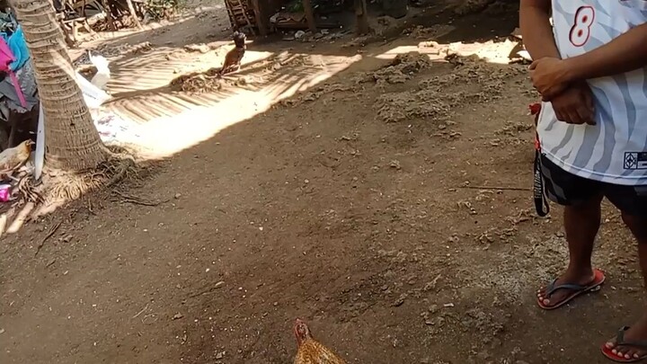 1st bulik breeding Amahan.