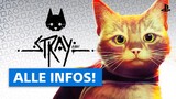 Katzen-Fans aufgepasst: Das ist Stray!
