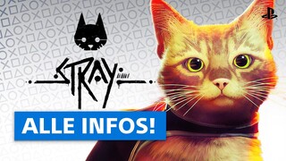 Katzen-Fans aufgepasst: Das ist Stray!