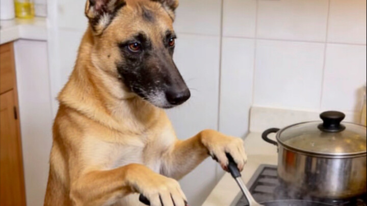 “985 Pro Dog” Calls for a Match! Human Players Get Absolutely Owned.