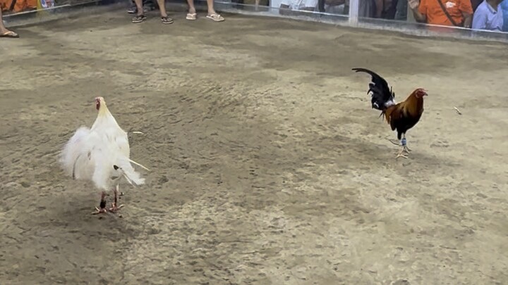 3rd fight Loss. Pass your paper. Uwian nah. Until nxt time. Bawi nlng sunod exam. 👍