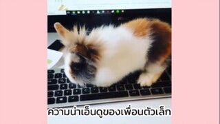 ตัวเล็กๆแต่น่ารักมากๆ☺️