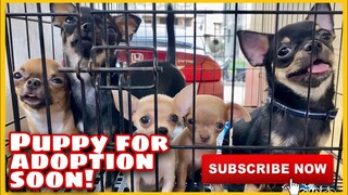 THE SQUAD! FREE ADOPTION SOON! | SUPER MARCOS VLOGS