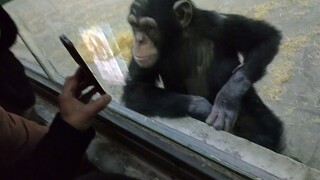Dilaporkan bahwa orangutan di Kebun Binatang dan Kebun Raya Linyi gemar melihat wanita dengan leher 