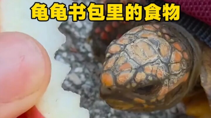 Turtle, food in the schoolbag