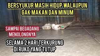 Ya Allah Kucing Ini Terkurung Di Ruko Selama 2 Hari Sampai Kelaparan Dan Kehausan..!