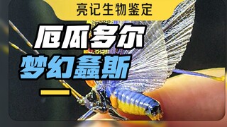 螽斯在厄瓜多尔能整出无数种花活