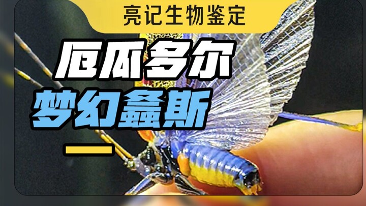 螽斯在厄瓜多尔能整出无数种花活