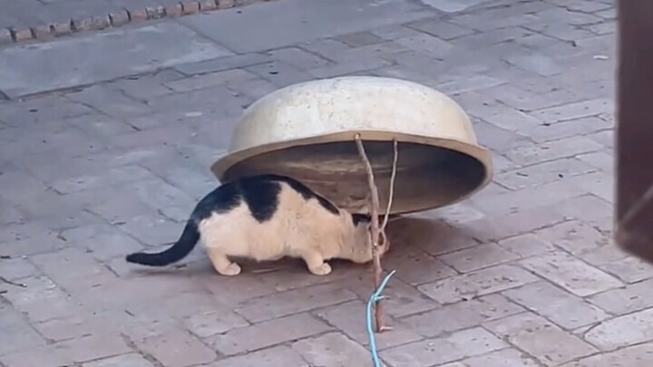 The cat declares humans to be pests