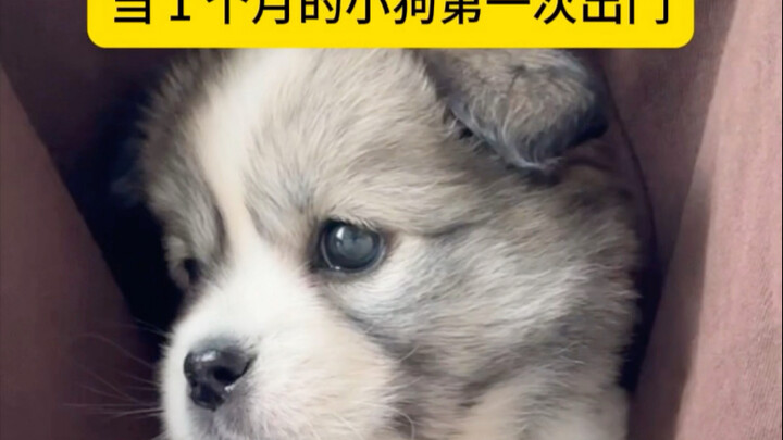 When a one-month-old puppy goes outside for the first time (1੯‧̀͡⬮\
