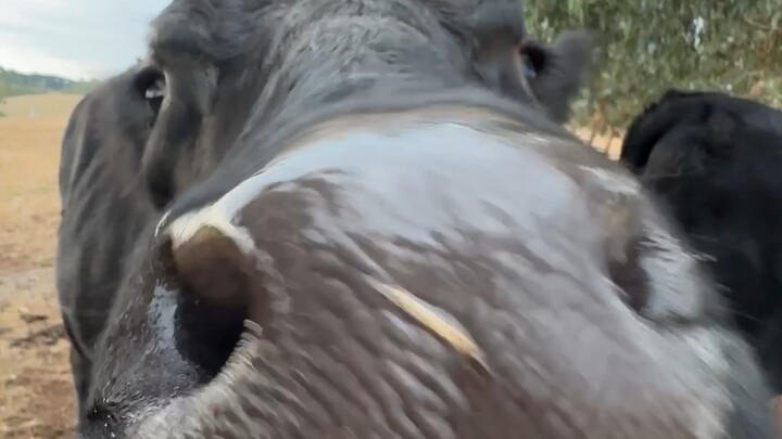 Why hasn’t the No. 1 mukbang at the village entrance updated lately? They’ve been feeding cows recen