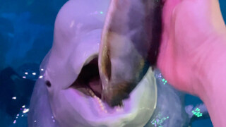 هل كل الأميرات بهذا الغضب؟