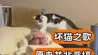 الآن أصبح الأمر حقًا مثل قطة صغيرة تضرب مسنًّا في السبعين من عمره! #قطة سيئة #قطة