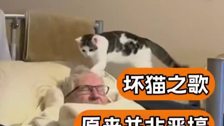 คราวนี้ชัดเลย แมวน้อยทำร้ายคนแก่อายุ 70 ปี #แมวตัวร้าย #แมว