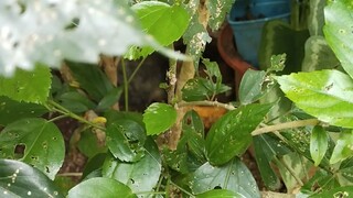 Grafted Gumamela, grafting has been done successfully