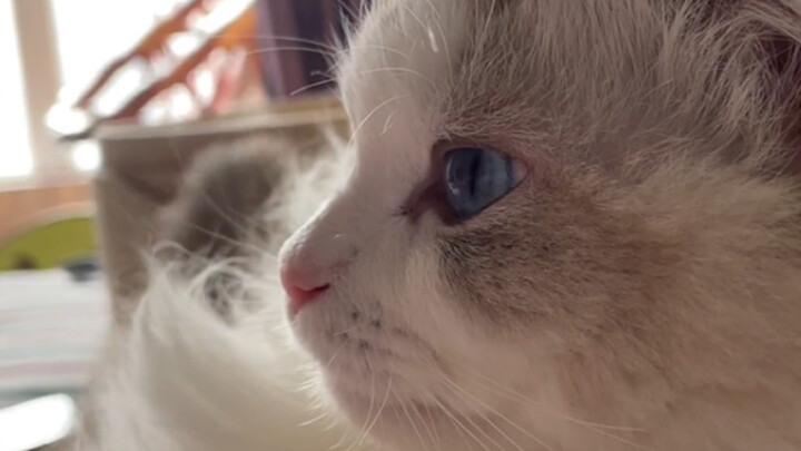 แมวน้อยที่ทั้งอบอุ่นและหัวโล้นแบบนี้หาได้ไม่บ่อยเลยนะ