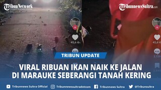 Fenomena Ribuan Ikan Naik ke Jalan di Marauke Viral di TikTok, Seberangi Tanah Kering