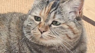 จะให้อาหารแมวด้วยอากาศได้อย่างไร?