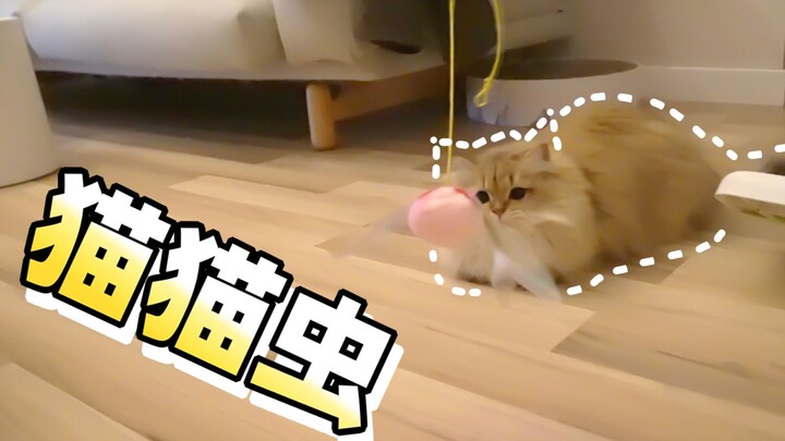 We got Mochi’s favorite toy—she’s sneaking around, overjoyed beyond words! Tangyuan: Who doesn’t hav