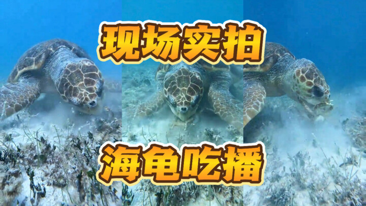 Baru kali ini melihat kura-kura laut memakan kepiting raja 🤔