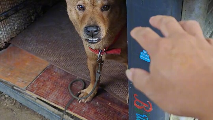 Gigitanmu tajam, pedangku pun belum tentu tumpul! Anjing kampung Tiongkok, anjing lokal Guangxi, kes