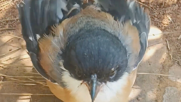 Burung shrike terbang mendekat, kukuk-kakak!