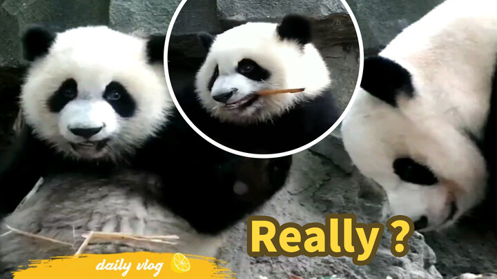 Giant Panda|Giant Panda Eats Bamboo Shoot