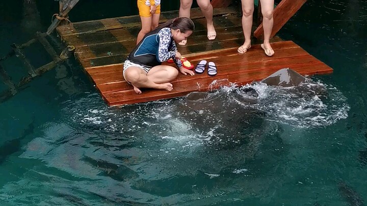 Play with stingrays